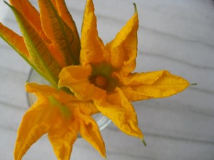 Squash Flowers