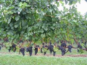 Peconic Bay Vineyard