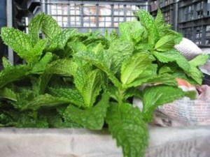 csa mint by esther giangrande