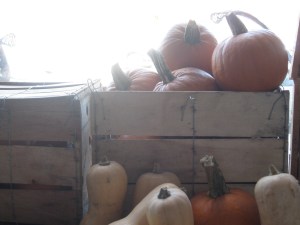 Pumpkins & squash