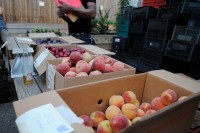 Orchard Share - Aug 11, 2010