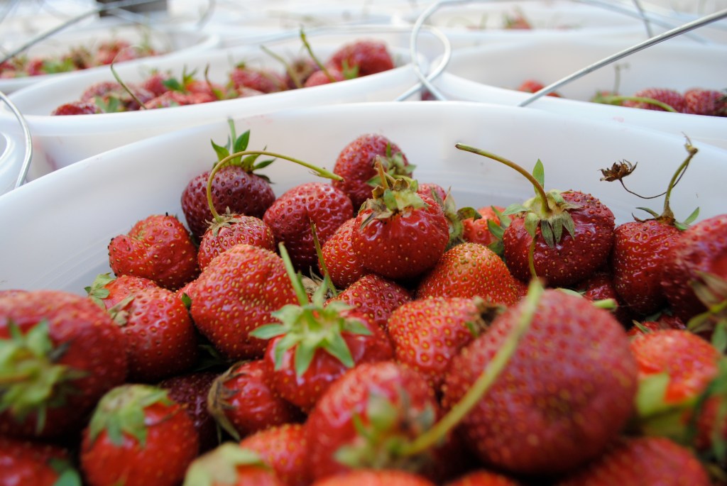 Greig Farm "Berry" Share 2011