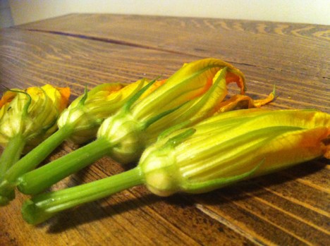 Zucchini Blossoms