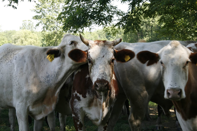 northwind cow