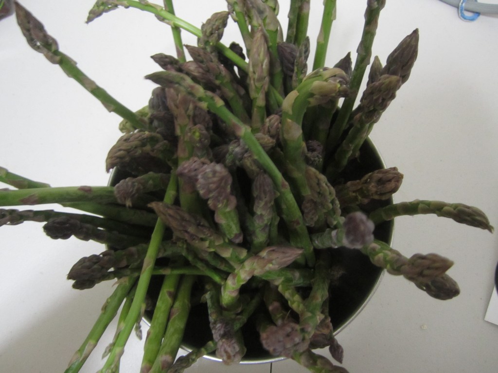 pic by stacia williams