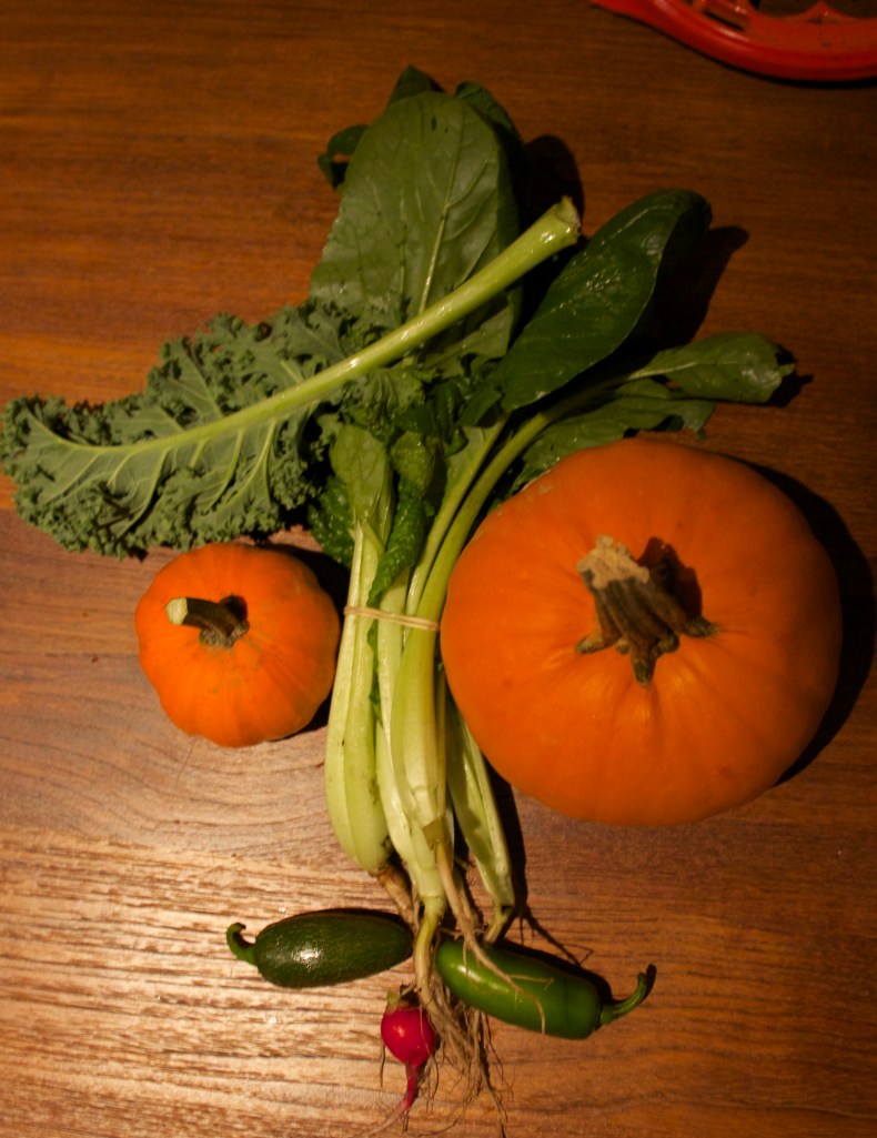 pic by alyssa palambino