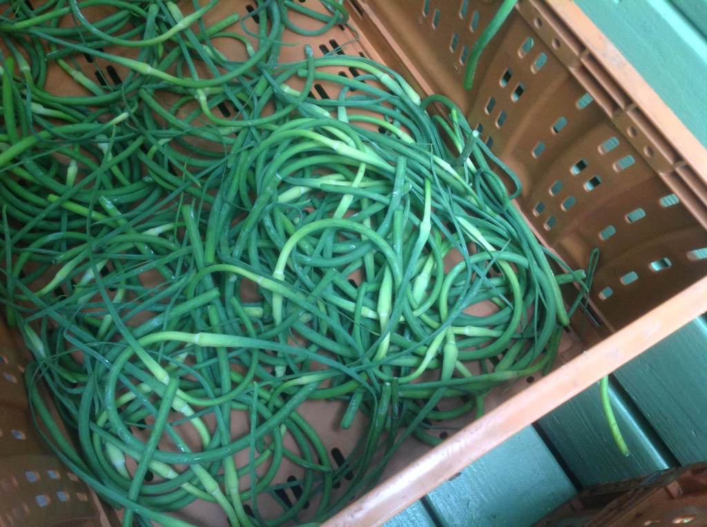 June 13 A Week&nbsp;Distribution